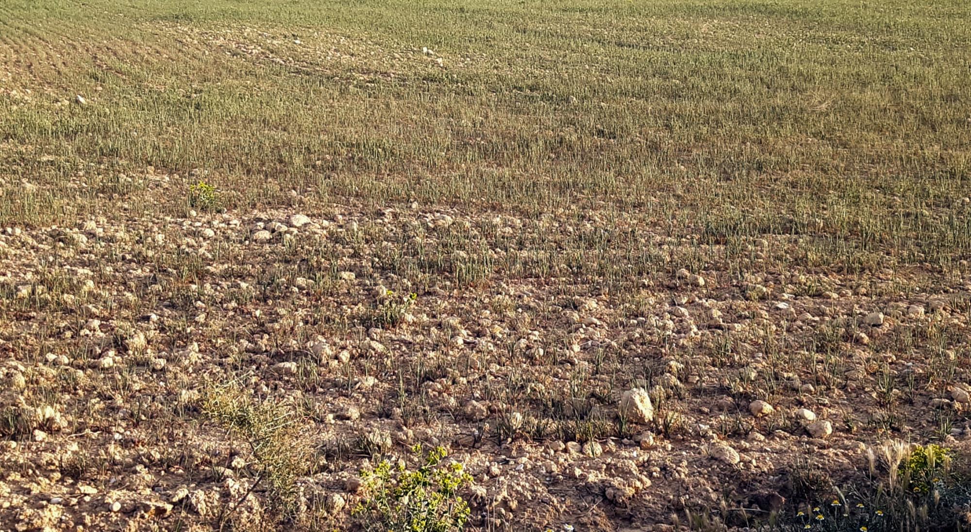 Sequía en el agrocultivo 2